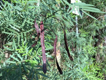 australian senna seedpods