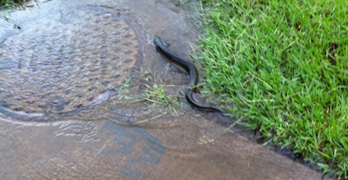 An eel is moving across a pavement that is underwater.