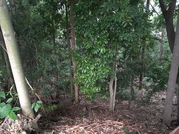 Tall rainforest trees tower above a leaf-strewn gully.