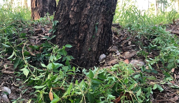 Cat's Claw creeper stripped from a tree trunk and ready for herbicide.