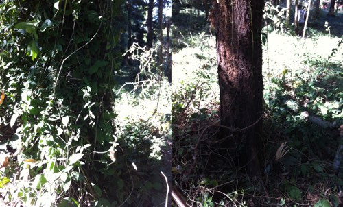the same tree trunk, before and 15 minutes after the removal of cats claw creeper