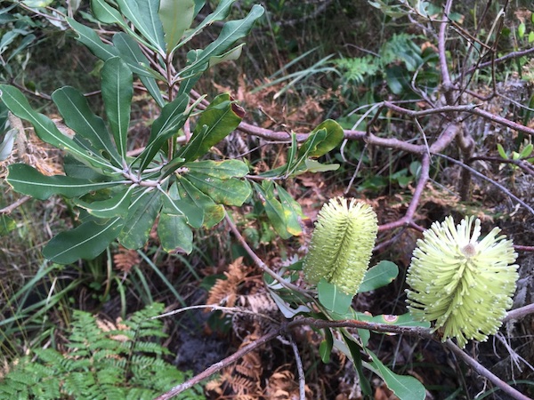 Banksia integrifolia