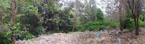 A clearing in the bush is covered with dead Lantana stalks. New plantings are surrounded by plastic protectors.