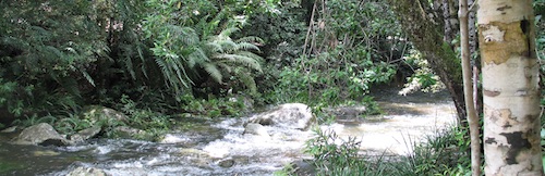 A fast flowing stream tumbles over submerged rocks. The banks are lined with thick rainforest vegetation with ferns at the waters edge and larger trees and shrubs further back. A patterned trunk of a tree frames the picture to the right.