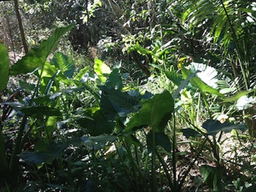 Sunshine breaks through dense rainforest to highlight the large green, glossy leaves of Cunjevoi plants.