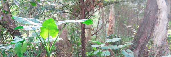 Riparian rainforest baside Ekibin Creek includes cunjevoi, tree-fern, casuraina, euclypts and vines.