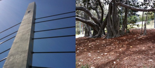 A split image showing supporting cables of a bridge compared with the supporting roots of a large fig tree.