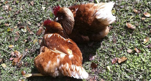 Two hens are taking a dust bath on the ground outside their coop. Here they grind dust into their feathers to deter parasites.
