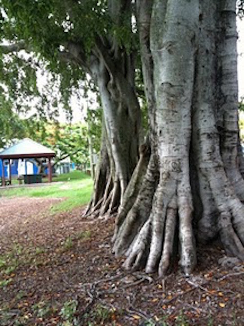 Giant fig trees grow next to a playground.