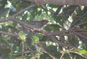A medium-sized bird sits on a branch of a fig tree with a dense canopy of branches and leaves. Dappled sunshine lights up some foliage below the bird.
