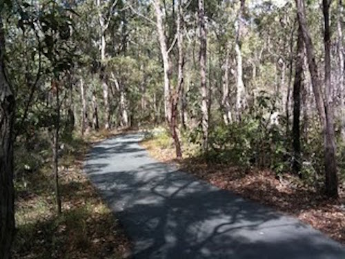 A grey tarmac track bends around to the left. Bordering each side is an eycalypt forest with small green shrubs. Sunlit trunks reveal a dense forest.