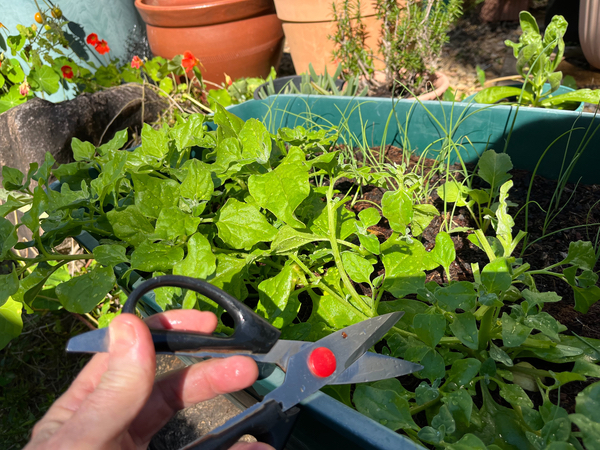 A planter container growing Warrigal Greens whose leaves are being harvested with sissors.