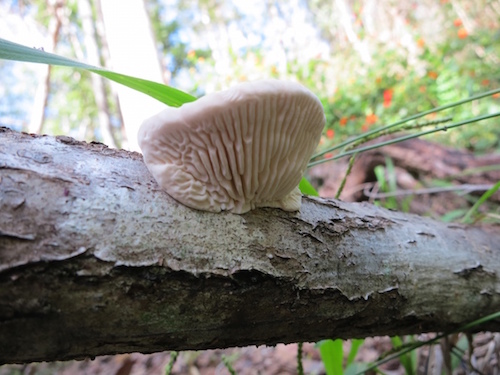 The fruiting body of a Bracket Fungi is shown from underneath. It is white with a deeply grooved pattern forming the "gills" and attached to a rotting log. In the background is a dry eucalyptus forest.