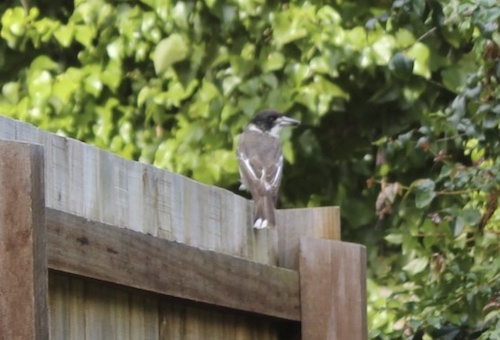 A bird is perched on the top of a timber fence, facing away from the camera but with its head turned to watch the human. Its body feathers are a dark brown rather than black which suggests that this is a juvenile.
