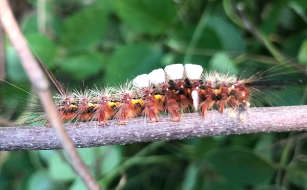 Hairy Caterpillar (possibly Chelepteryx collesi)