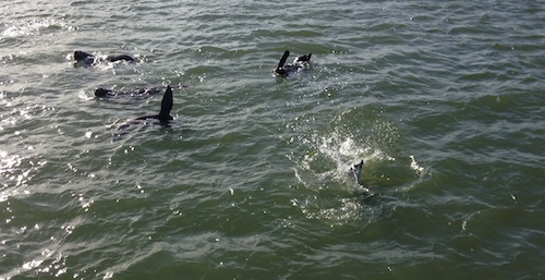 About six fur seals are jumping and splashing in the lake just near the mouth of the Murray River.