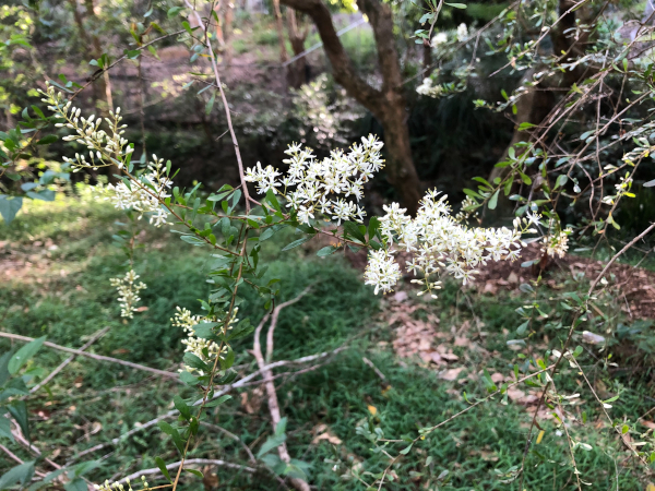 Flowering Bursaria spinosa