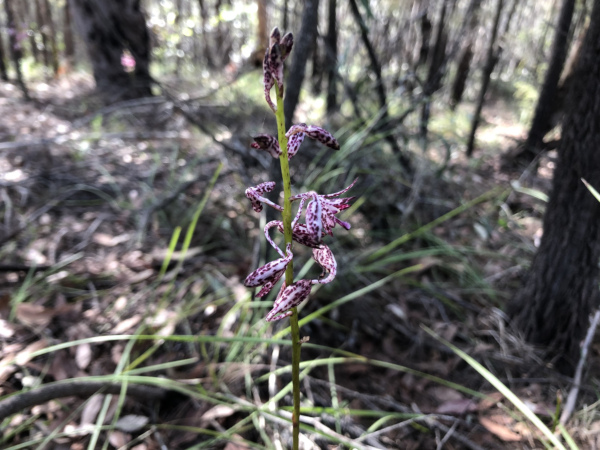 Hyacinth Orchid (Dipodium variegatum)