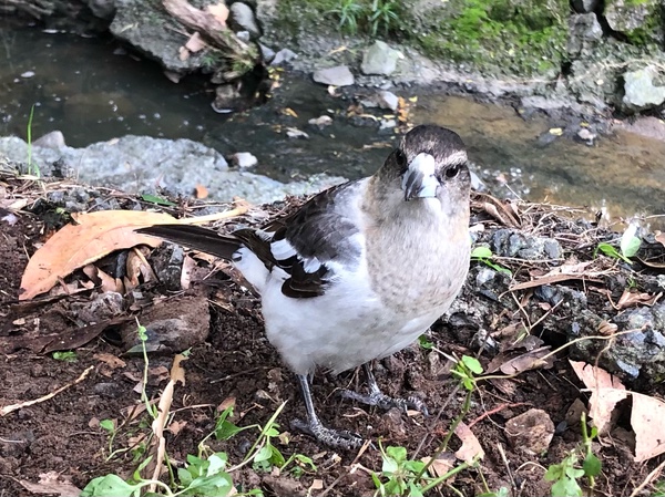 Juvenile Butcherbird (Cracticus nigrogularis)