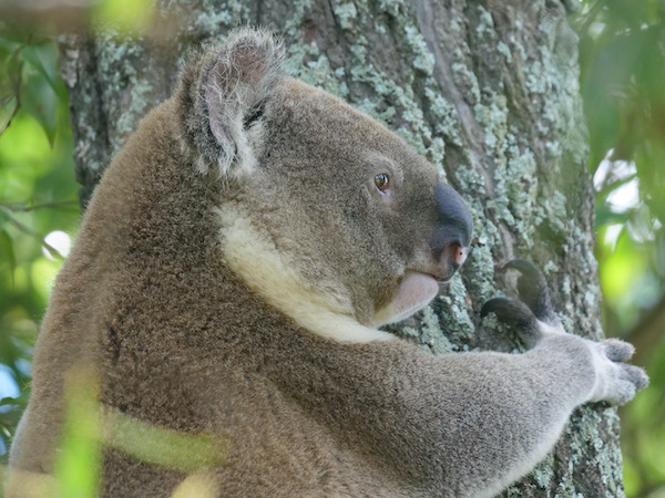 Koala (Phascolarctos cinereus)