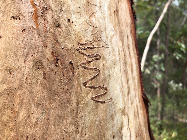 Scribbles on the trunk of Eucalyptus racemosa