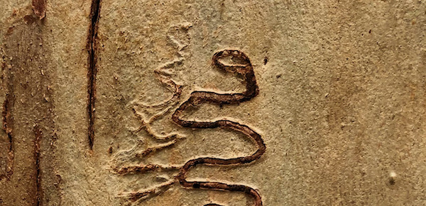 Track of O. racemosa