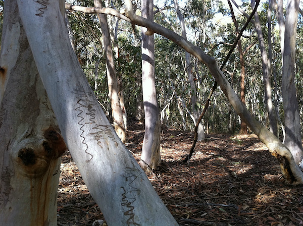 E. racemosa grove, Belmont Bushland Reserve