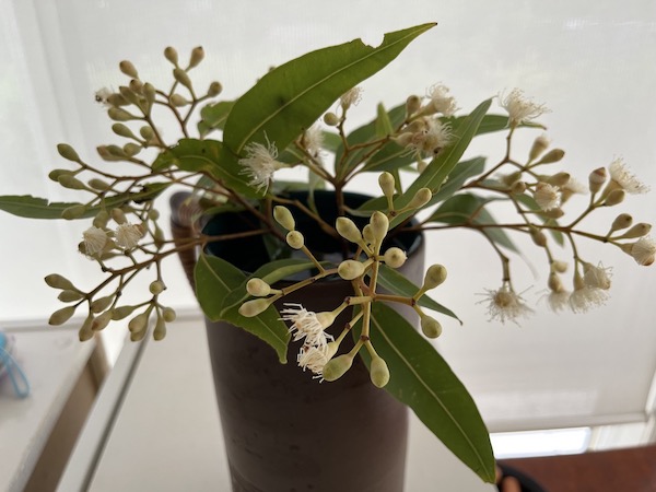 A vase holds branchlet of dull green gum leaves, smooth buds and flowers. some of the buds are just opening to reveal white stamens having lost their cap while others remain closed. The long, pointed leaves have a prominent mid-vein that are arranged opposite each other on the stem.