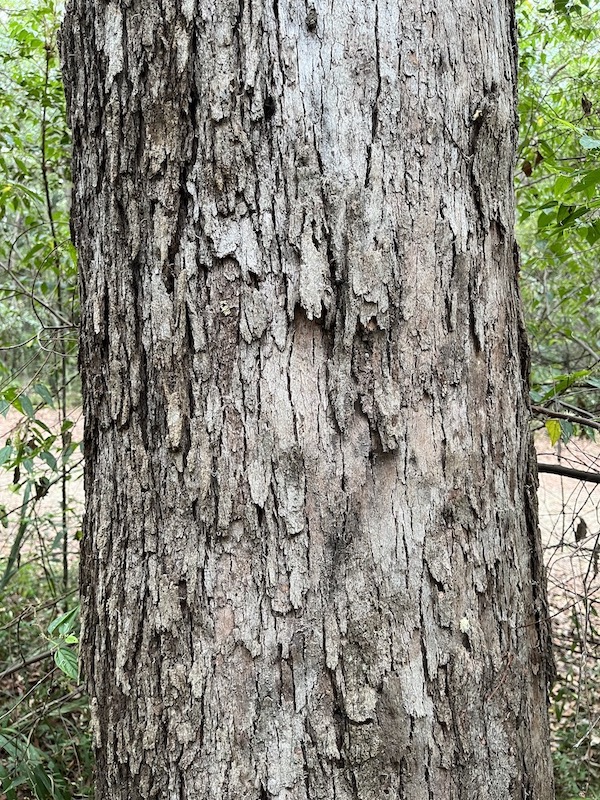the bark on the lower trunk shows rough grey tessellated segments. these are separated from others by vertical gap that extend up and down the trunk. some lighter coloured patches remain where the segments have fallen off. 