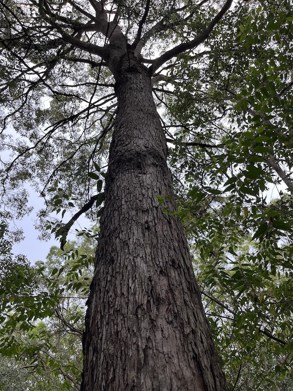 the extensive trunk of the tree is shown leading to a canopy supported by large branches quite a distance above the forest floor. the rough bark extends continuously and also covers the branches. the leaves appear narrow and small against the morning sky.