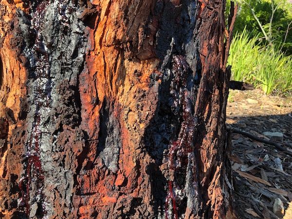 Resin exudate from the trunk of a Smudgee tree