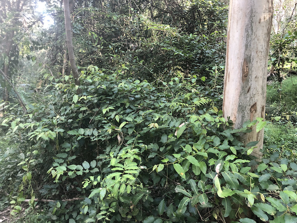 Kangaroo Vine (Cissus antarctica)