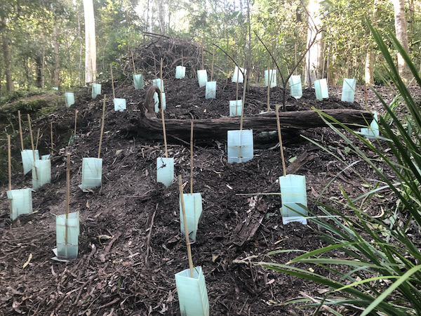 Revegetated bank