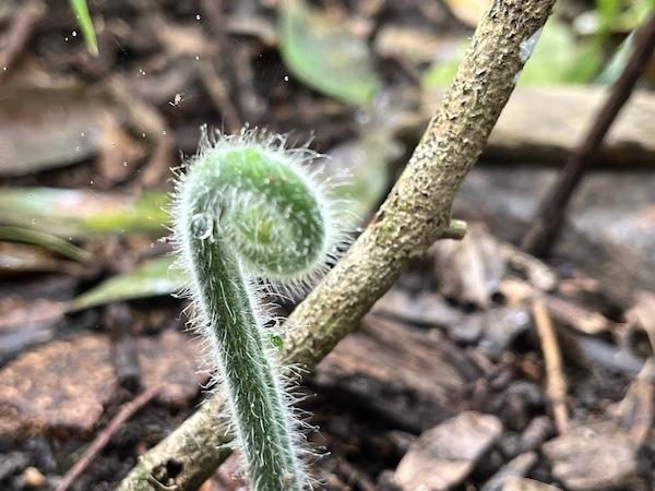 Unfolding  crosier Soft Bracken Fern being transplanted