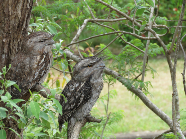 A pait of Tawny Frogmouth birds nestled against a tree