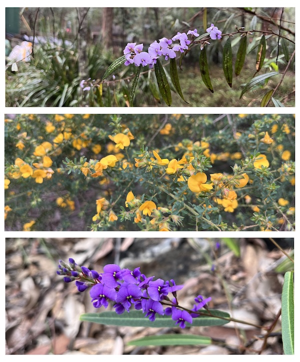 Three separate images of flowering plants are combined. At the top, a branch of a small tree displays lots of pale purple flowers and long narrow green leaves. The middle image shows a mass of bright orange/yellow flowers covering a low shrub with small leaves. At the bottom a flower stalk from a vine displays deep purple flowers each with two small stamens.